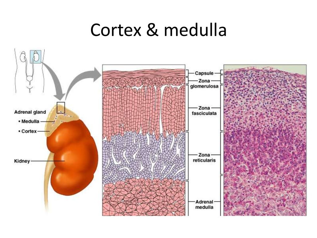 Endocrine system lecture