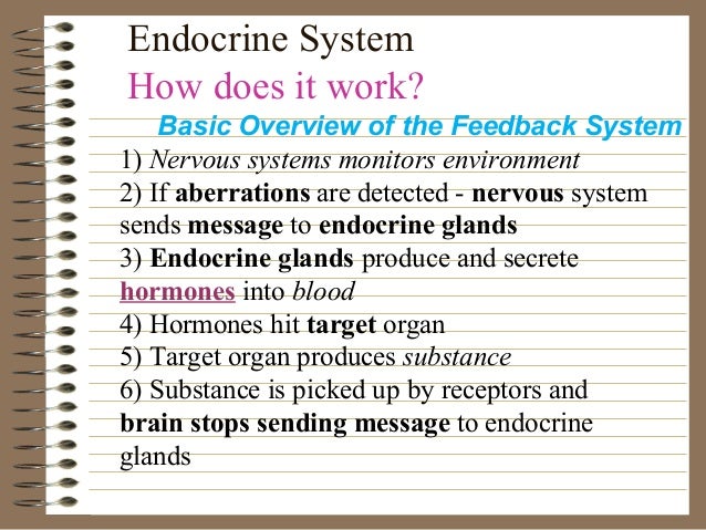 How does the endocrine system help maintain homeostasis?