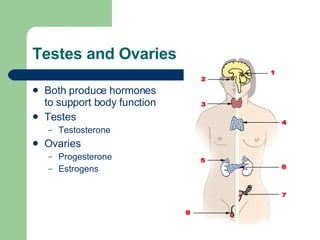 Testes and Ovaries Both produce hormones to support body function Testes Testosterone Ovaries Progesterone Estrogens 