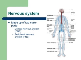 Nervous system Made up of two major parts Central Nervous System (CNS) Peripheral Nervous System (PNS) 