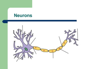 Neurons 