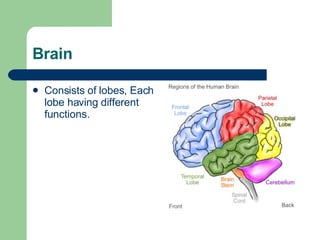 Brain Consists of lobes, Each lobe having different functions. 