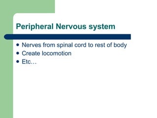 Peripheral Nervous system Nerves from spinal cord to rest of body Create locomotion Etc… 