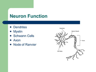 Neuron Function Dendrites Myelin Schwann Cells Axon Node of Ranvier 