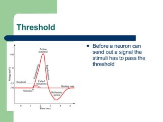Threshold Before a neuron can send out a signal the stimuli has to pass the threshold 