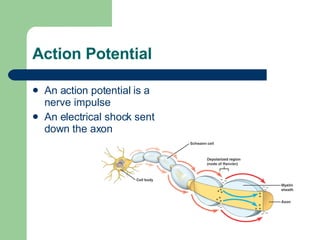 Action Potential  An action potential is a nerve impulse An electrical shock sent down the axon  