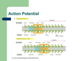 Action Potential 