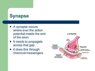 Synapse A synapse occurs where ever the action potential meets the end of the axon It needs to propagate across that gap It does this through chemical messengers 