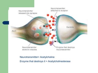 Neurotransmitter= Acetylcholine Enzyme that destroys it = Acetylcholinesterase  