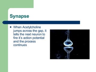 Synapse When Acetylcholine jumps across the gap, it tells the next neuron to fire it’s action potential and the process continues 