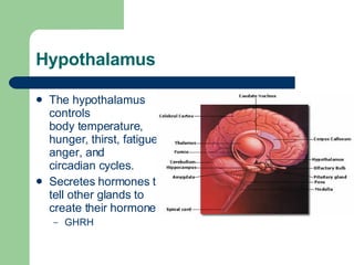 Hypothalamus The hypothalamus controls  body temperature ,  hunger ,  thirst , fatigue, anger, and  circadian cycles . Secretes hormones that tell other glands to create their hormones GHRH 