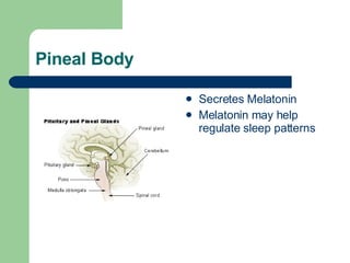 Pineal Body Secretes Melatonin Melatonin may help regulate sleep patterns 