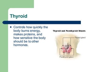 Thyroid Controls how quickly the body burns  energy , makes  proteins , and how sensitive the body should be to other  hormones .  
