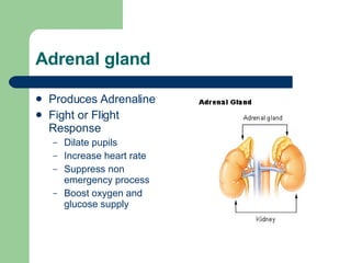 Adrenal gland  Produces Adrenaline Fight or Flight Response Dilate pupils Increase heart rate Suppress non emergency process Boost oxygen and glucose supply 