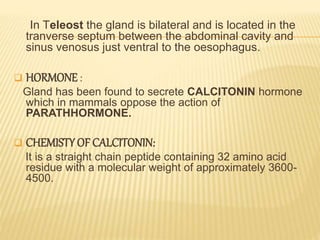 Endocrine system of fishes ppt | PPTX