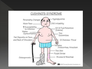 Endocrine system paramedical