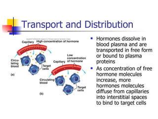 Transport and Distribution Hormones dissolve in blood plasma and are transported in free form or bound to plasma proteins As concentration of free hormone molecules increase, more hormones molecules diffuse from capillaries into interstitial spaces to bind to target cells 