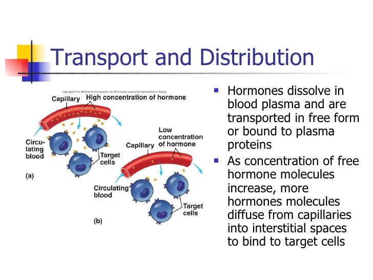 Endocrine system parta