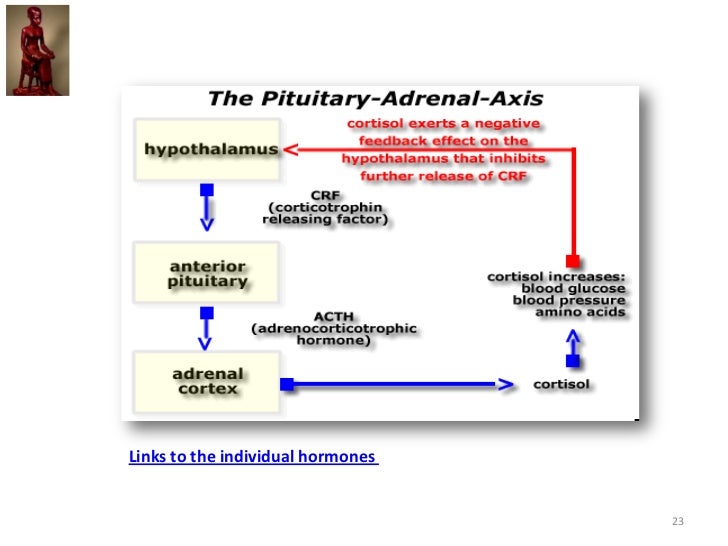 How Can Posterior Pituitary Hormones Travel Down Nerves How Can Posterior Pituitary Hormones Travel Down Nerves