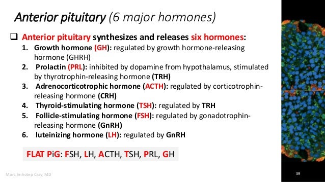 Endocrine System Pathology_ Ppt Lecture Series (5 in 1)