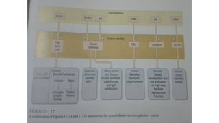 Tp Flag Endocrine System Pitutary and Thyroid Gland.pptx