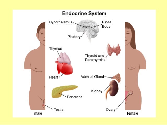 endocrine system notes bryant 7th grade science