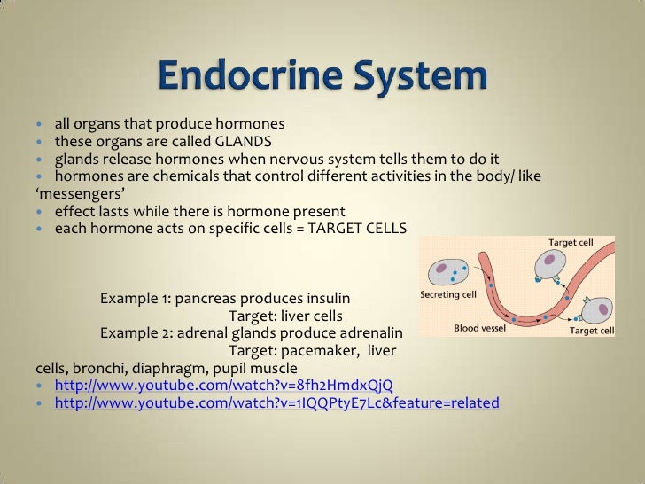 IS2 Endocrine System PPT