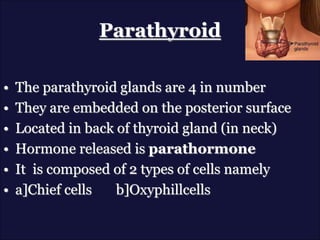 Parathyroid
• The parathyroid glands are 4 in number
• They are embedded on the posterior surface
• Located in back of thyroid gland (in neck)
• Hormone released is parathormone
• It is composed of 2 types of cells namely
• a]Chief cells b]Oxyphillcells
 