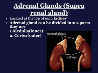 Adrenal Glands (Supra
renal gland)
• Located at the top of each kidney
• Adrenal gland can be divided into 2 parts
they are
1.Medulla(inner)
2. Cortex(outer)
 
