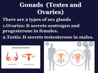 Gonads (Testes and
Ovaries)
There are 2 types of sex glands
1.Ovaries: It secrets oestrogen and
progesterone in females.
2.Testis: It secrets testosterone in males.
 