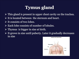 Tymus gland
 This gland is present in upper chest cavity on the trachea.
 It is located between the sternum and heart.
 It consists of two lobes.
 Each lobe consists of number of lobules.
 Thymus is bigger in size at birth.
 It grows in size until puberty. Later it gradually decreases
in size
 