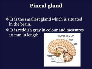 Pineal gland
 It is the smallest gland which is situated
in the brain.
 It is reddish gray in colour and measures
10 mm in length.
 