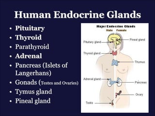 Human Endocrine Glands
• Pituitary
• Thyroid
• Parathyroid
• Adrenal
• Pancreas (Islets of
Langerhans)
• Gonads (Testes and Ovaries)
• Tymus gland
• Pineal gland
 