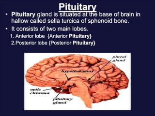 Pituitary
• Pituitary gland is situated at the base of brain in
hallow called sella turcica of sphenoid bone.
• It consists of two main lobes.
1. Anterior lobe {Anterior Pituitary}
2.Posterior lobe {Posterior Pituitary}
 