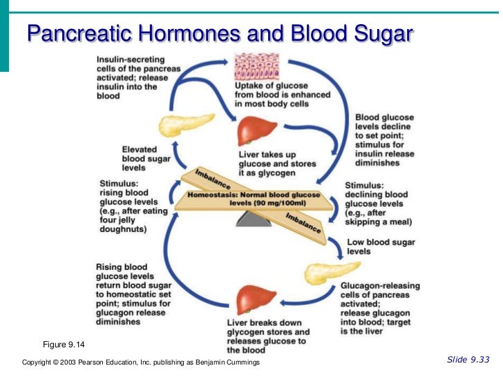 Endocrine system pt 2