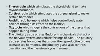 • Thyrotropin which stimulates the thyroid gland to make
thyroid hormones
• Corticotropin which stimulates the adrenal gland to make
certain hormones
• Antidiuretic hormone which helps control body water
balance through its effect on the kidneys
• Oxytocin which triggers the contractions of the uterus that
happen during labor
• The pituitary also secretes Endorphins chemicals that act on
the nervous system and reduce feelings of pain. The pituitary
also secretes hormones that signal the reproductive organs
to make sex hormones. The pituitary gland also controls
ovulation and the menstrual cycle in women.
 