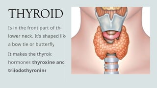 THYROID
Is in the front part of the
lower neck. It's shaped like
a bow tie or butterfly.
It makes the thyroid
hormones thyroxine and
triiodothyronine
 
