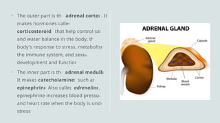 • The outer part is the adrenal cortex. It
makes hormones called
corticosteroids that help control salt
and water balance in the body, the
body's response to stress, metabolism,
the immune system, and sexual
development and function.
• The inner part is the adrenal medulla
It makes catecholamines such as
epinephrine Also called adrenaline,
epinephrine increases blood pressure
and heart rate when the body is under
stress.
 