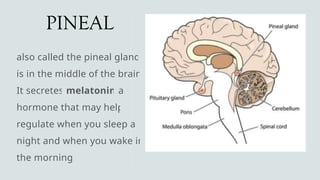 PINEAL
also called the pineal gland,
is in the middle of the brain.
It secretes melatonin a
hormone that may help
regulate when you sleep at
night and when you wake in
the morning.
 