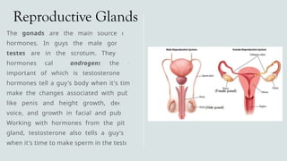 Reproductive Glands
The gonads are the main source of sex
hormones. In guys the male gonads, or
testes are in the scrotum. They secrete
hormones called androgens the most
important of which is testosterone These
hormones tell a guy's body when it's time to
make the changes associated with puberty,
like penis and height growth, deepening
voice, and growth in facial and pubic hair.
Working with hormones from the pituitary
gland, testosterone also tells a guy's body
when it's time to make sperm in the testes.
 