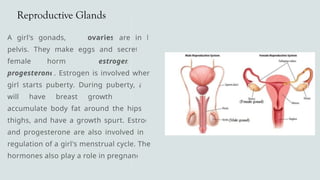 Reproductive Glands
A girl's gonads, the ovaries are in her
pelvis. They make eggs and secrete the
female hormones estrogen and
progesterone. Estrogen is involved when a
girl starts puberty. During puberty, a girl
will have breast growth, start to
accumulate body fat around the hips and
thighs, and have a growth spurt. Estrogen
and progesterone are also involved in the
regulation of a girl's menstrual cycle. These
hormones also play a role in pregnancy
 