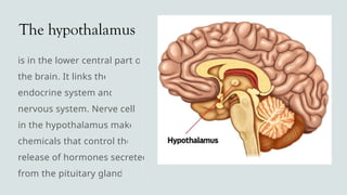 The hypothalamus
is in the lower central part of
the brain. It links the
endocrine system and
nervous system. Nerve cells
in the hypothalamus make
chemicals that control the
release of hormones secreted
from the pituitary gland.
 