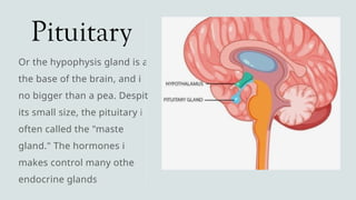 Pituitary
Or the hypophysis gland is at
the base of the brain, and is
no bigger than a pea. Despite
its small size, the pituitary is
often called the "master
gland." The hormones it
makes control many other
endocrine glands.
 
