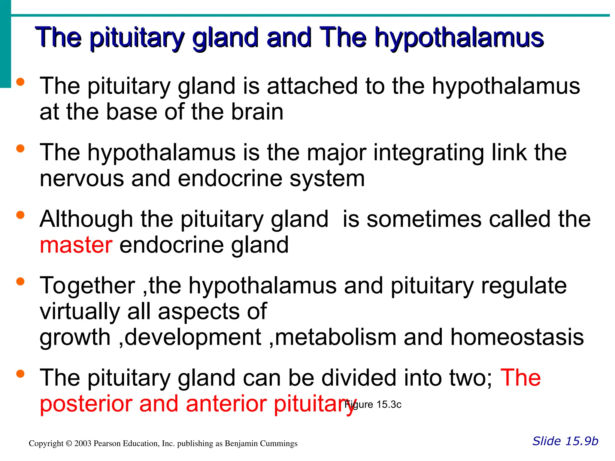 The pituitary gland and The hypothalamus
The pituitary gland and The hypothalamus
Slide 15.9b
Copyright © 2003 Pearson Education, Inc. publishing as Benjamin Cummings
 The pituitary gland is attached to the hypothalamus
at the base of the brain
 The hypothalamus is the major integrating link the
nervous and endocrine system
 Although the pituitary gland is sometimes called the
master endocrine gland
 Together ,the hypothalamus and pituitary regulate
virtually all aspects of
growth ,development ,metabolism and homeostasis
 The pituitary gland can be divided into two; The
posterior and anterior pituitary
Figure 15.3c
 