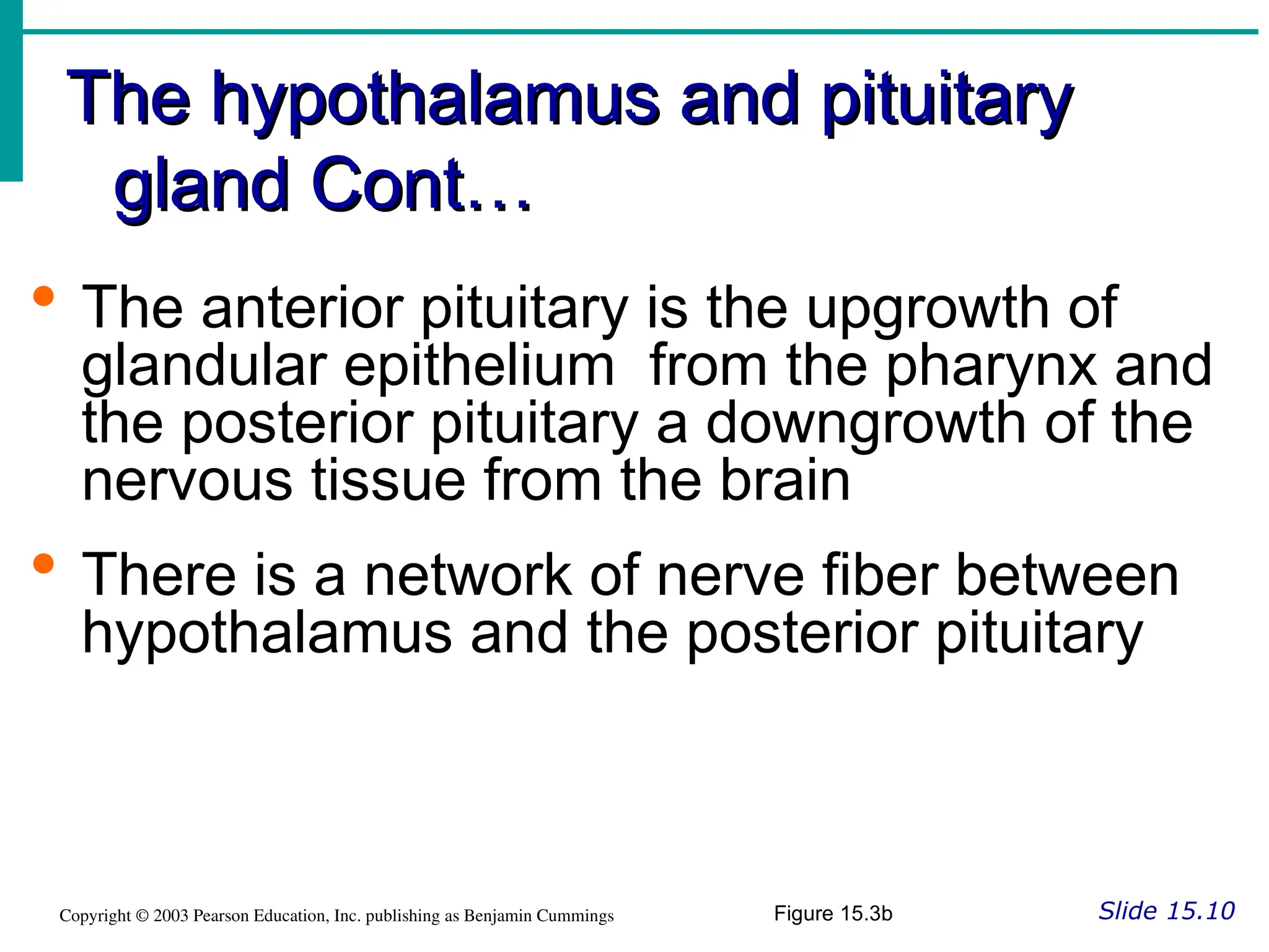 The hypothalamus and pituitary
The hypothalamus and pituitary
gland Cont…
gland Cont…
Slide 15.10
Copyright © 2003 Pearson Education, Inc. publishing as Benjamin Cummings
 The anterior pituitary is the upgrowth of
glandular epithelium from the pharynx and
the posterior pituitary a downgrowth of the
nervous tissue from the brain
 There is a network of nerve fiber between
hypothalamus and the posterior pituitary
Figure 15.3b
 