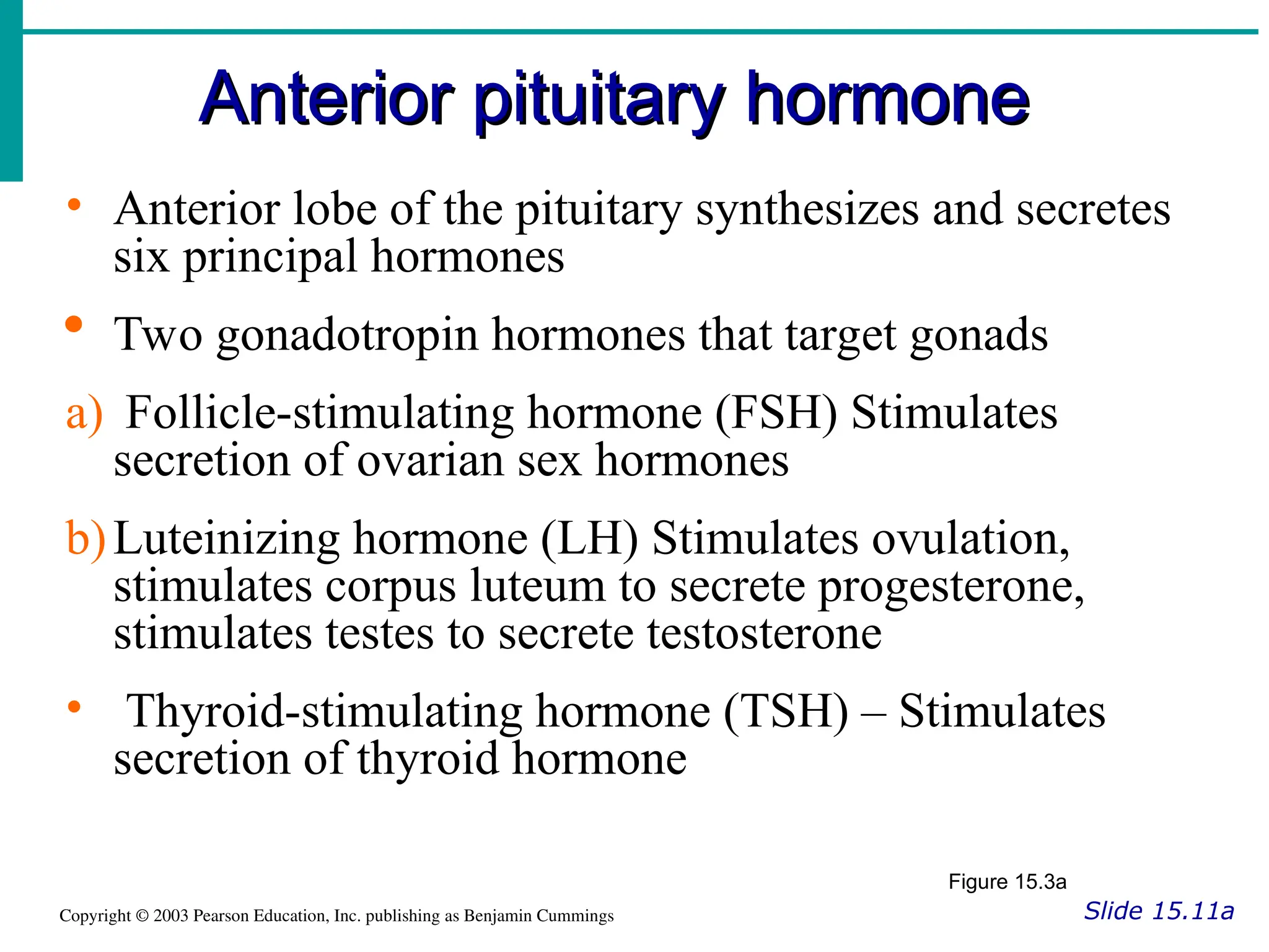 Anterior pituitary hormone
Anterior pituitary hormone
Slide 15.11a
Copyright © 2003 Pearson Education, Inc. publishing as Benjamin Cummings
• Anterior lobe of the pituitary synthesizes and secretes
six principal hormones
 Two gonadotropin hormones that target gonads
a) Follicle-stimulating hormone (FSH) Stimulates
secretion of ovarian sex hormones
b)Luteinizing hormone (LH) Stimulates ovulation,
stimulates corpus luteum to secrete progesterone,
stimulates testes to secrete testosterone
• Thyroid-stimulating hormone (TSH) – Stimulates
secretion of thyroid hormone
Figure 15.3a
 