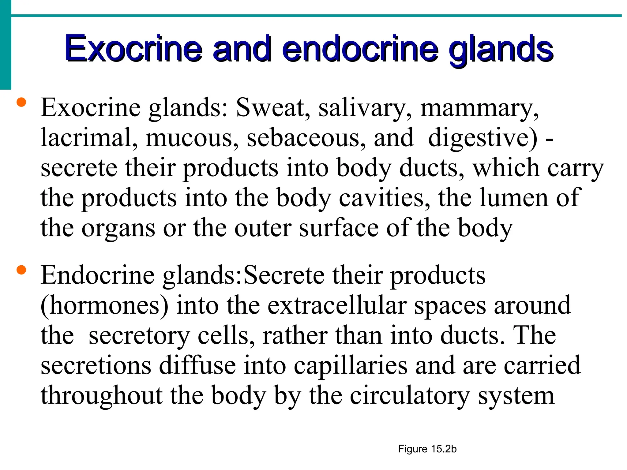 Exocrine and endocrine glands
Exocrine and endocrine glands
 Exocrine glands: Sweat, salivary, mammary,
lacrimal, mucous, sebaceous, and digestive) -
secrete their products into body ducts, which carry
the products into the body cavities, the lumen of
the organs or the outer surface of the body
 Endocrine glands:Secrete their products
(hormones) into the extracellular spaces around
the secretory cells, rather than into ducts. The
secretions diffuse into capillaries and are carried
throughout the body by the circulatory system
Figure 15.2b
 