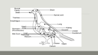 Endocrine systems of Birds and mammals.pptx