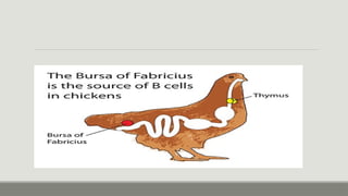 Endocrine systems of Birds and mammals.pptx