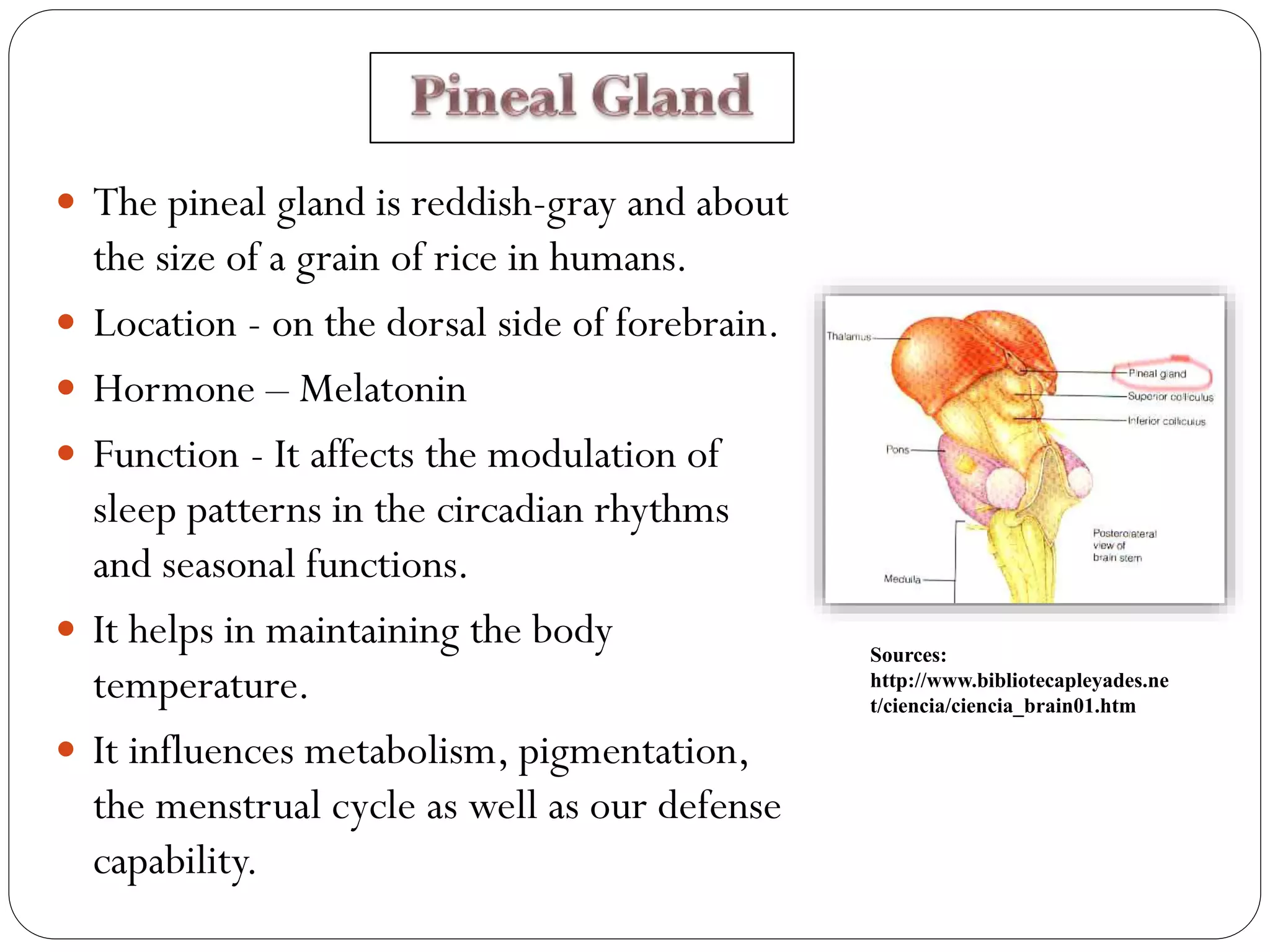  The pineal gland is reddish-gray and about
the size of a grain of rice in humans.
 Location - on the dorsal side of forebrain.
 Hormone – Melatonin
 Function - It affects the modulation of
sleep patterns in the circadian rhythms
and seasonal functions.
 It helps in maintaining the body
temperature.
 It influences metabolism, pigmentation,
the menstrual cycle as well as our defense
capability.
Sources:
http://www.bibliotecapleyades.ne
t/ciencia/ciencia_brain01.htm
 